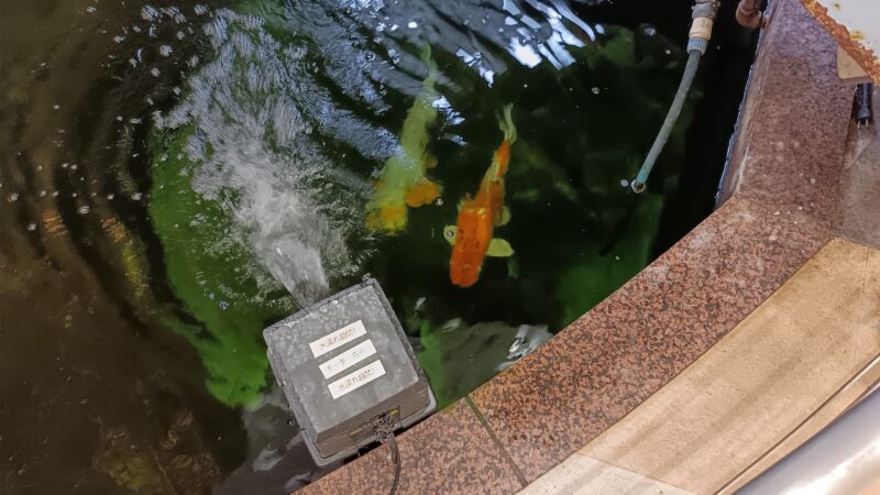 小千谷郵便局建物の中の池で飼われている鯉