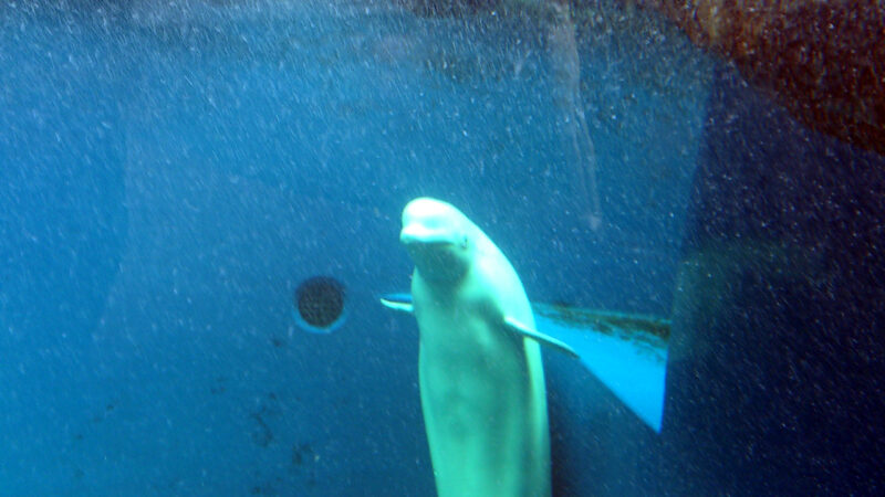 2018上越市立水族館シロイルカ