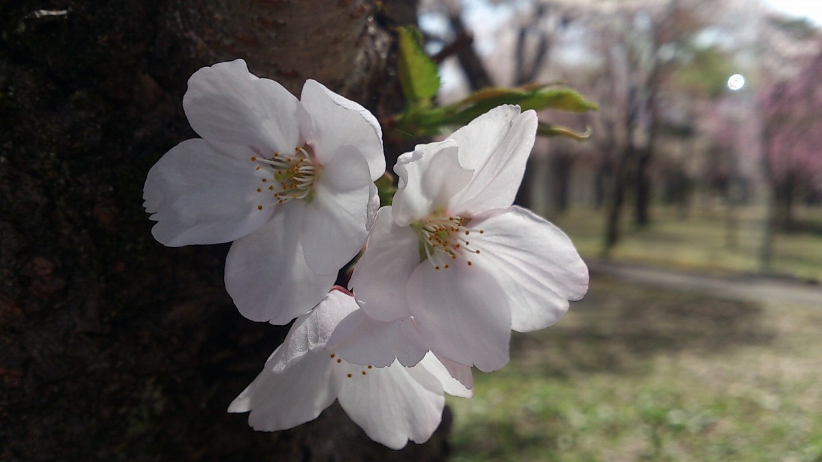 2022年4月25日湯沢中央公園山桜2