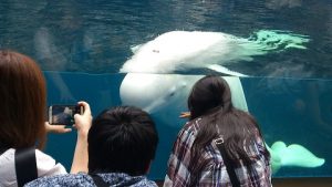 シロイルカ-3階から見るとこんな感じ2-上越市立水族博物館.