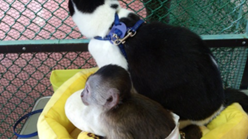 2018年6月には赤ちゃんサルと触れ合うことができた3-那須ワールドモンキーパーク
