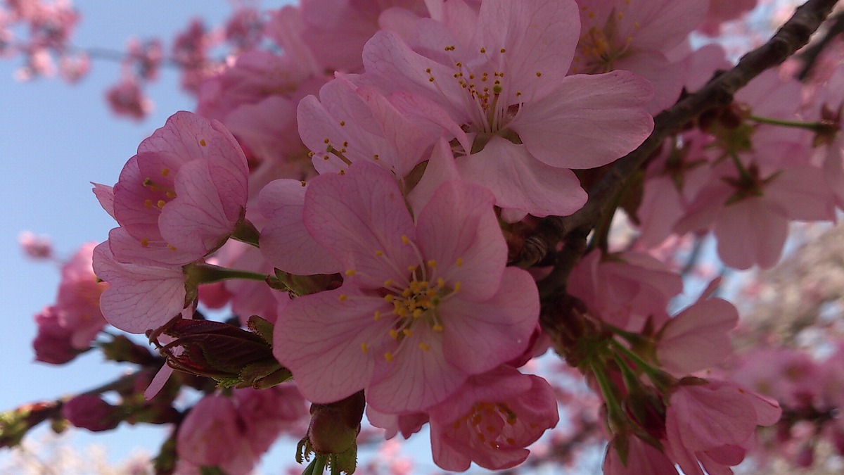 2022年4月25日湯沢中央公園紅山桜