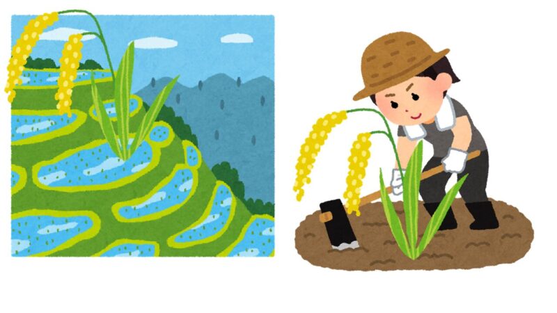 水稲と陸稲