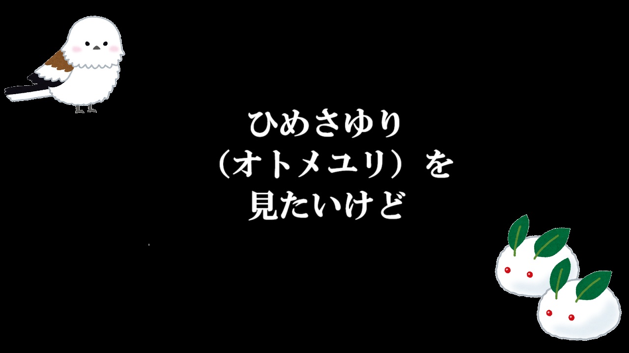 ひめさゆり（オトメユリ）を見たいけど