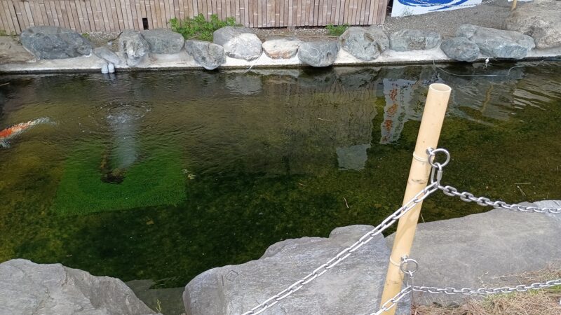 小千谷市役所の鯉池の様子