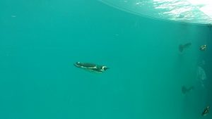 水中で泳ぐペンギン2-上越市立水族博物館