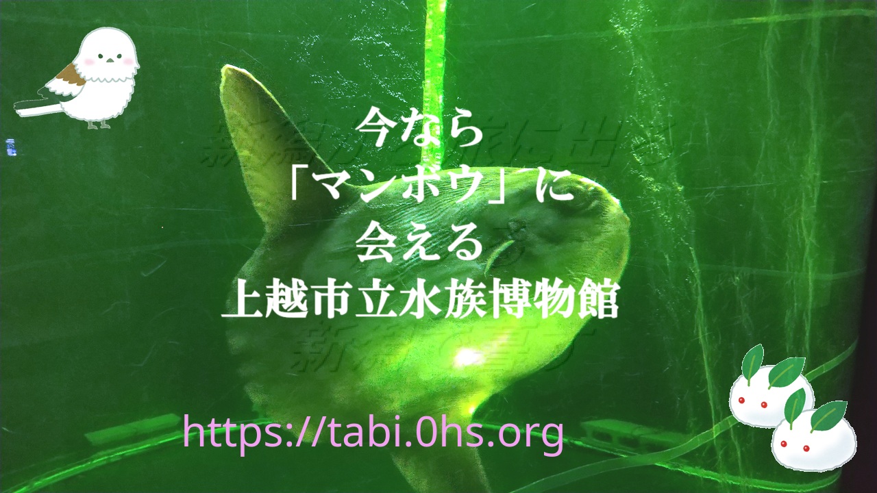 今なら「マンボウ」に会える-上越市立水族博物館
