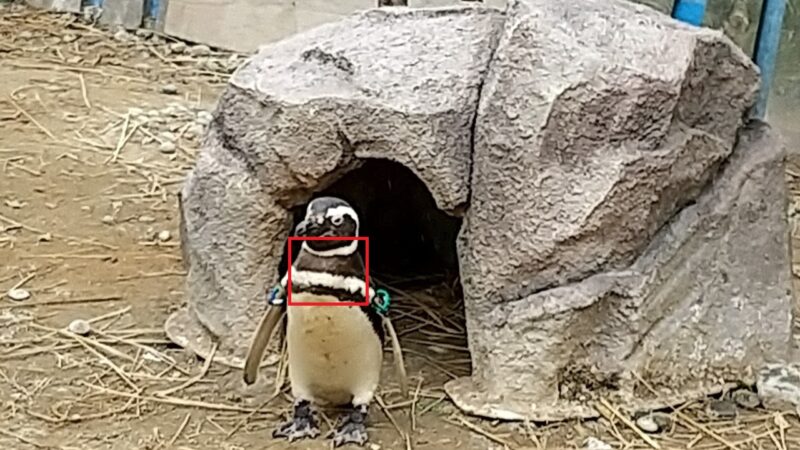 胸に2本の黒い帯があるのがマゼランペンギンの特徴