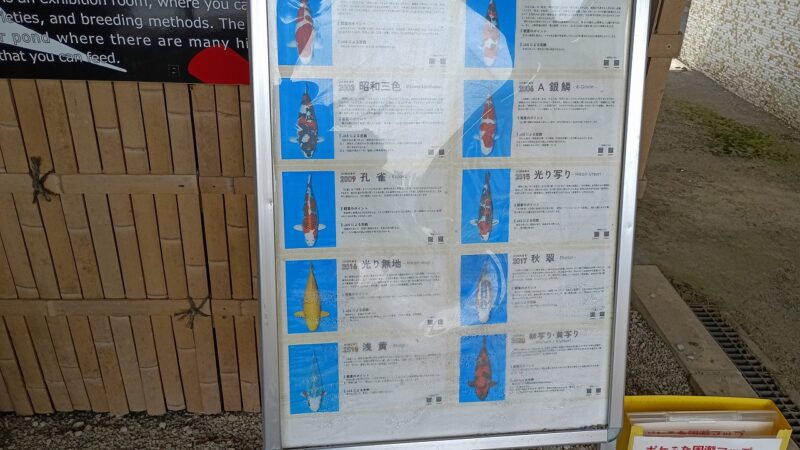 小千谷市役所にある錦鯉の種類を説明する看板2