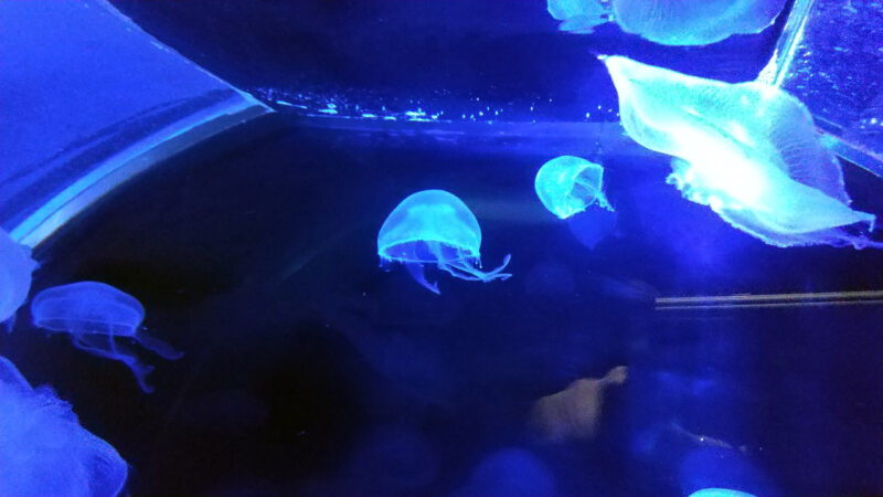 クラゲ-上越市立水族博物館