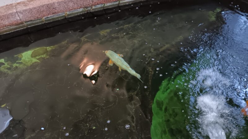 小千谷郵便局建物の中の池で飼われている鯉