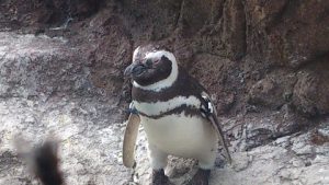 ペンギンさん散歩中-上越市立水族博物館2階