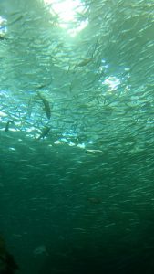 大量に集まった魚たちの回遊-上越市立水族博物館