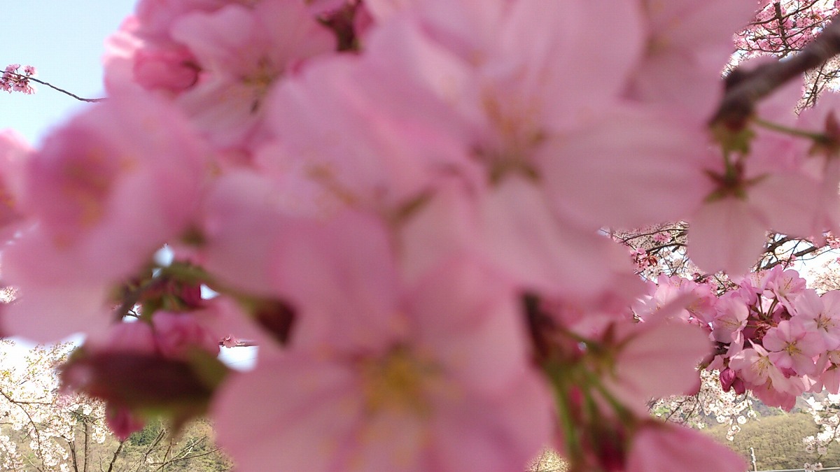 4022年4月25日湯沢中央公園紅山桜6