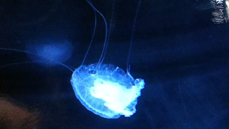 クラゲ-上越市立水族博物館