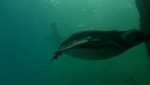 水中で泳ぐペンギン-上越市立水族博物館