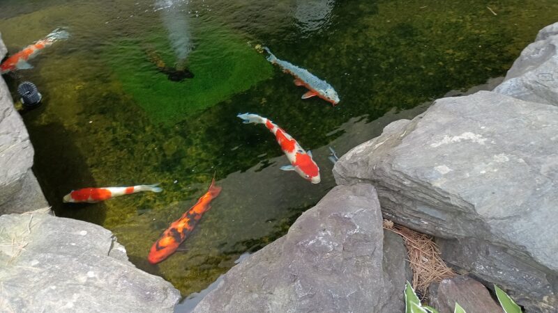 小千谷市役所の鯉