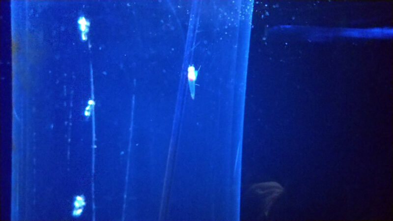 クリオネ-上越市立水族博物館
