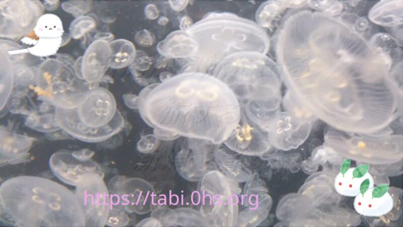 加茂水族館－クラゲ