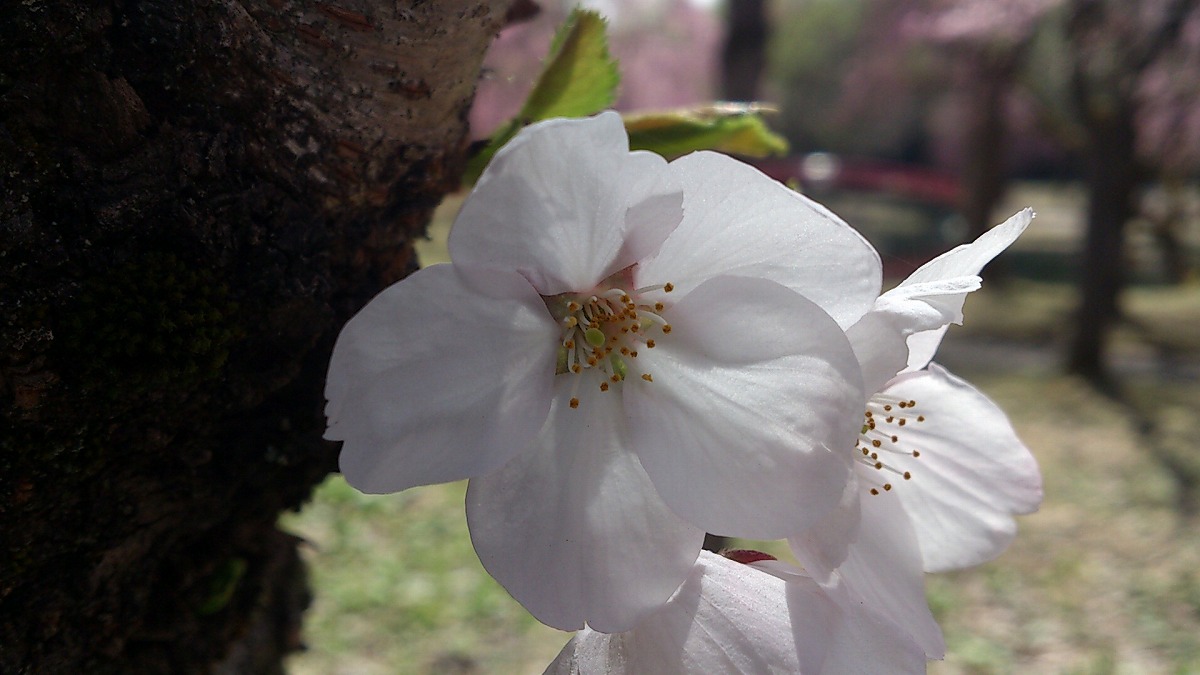 4022年4月25日湯沢中央公園山桜4