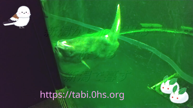 マンボウただいま療養中-上越市立水族博物館うみものがたり202506