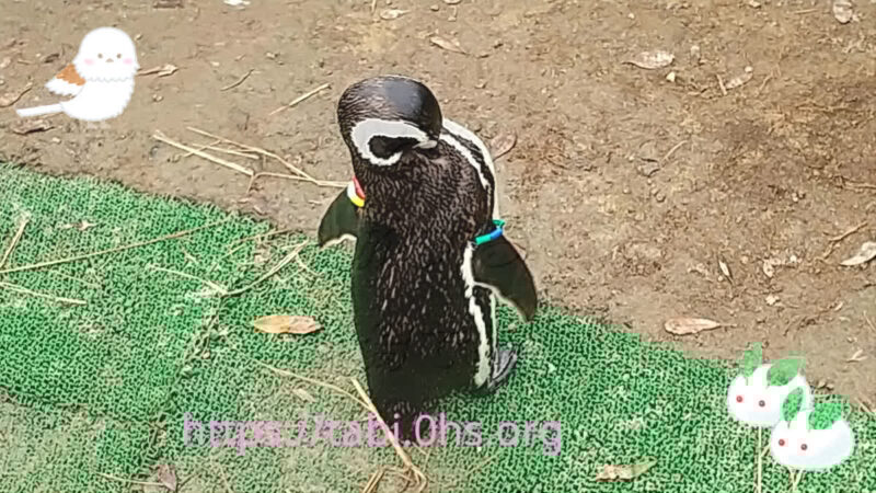お散歩中-マゼランペンギン-上越市立水族館