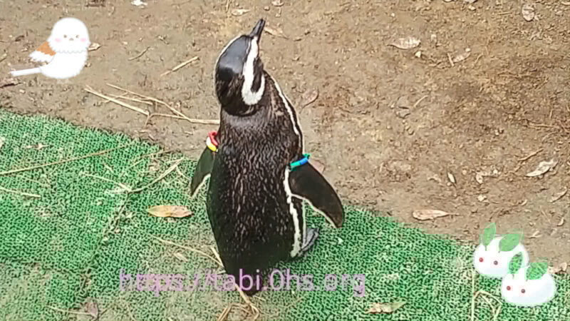 お散歩中-マゼランペンギン-上越市立水族館