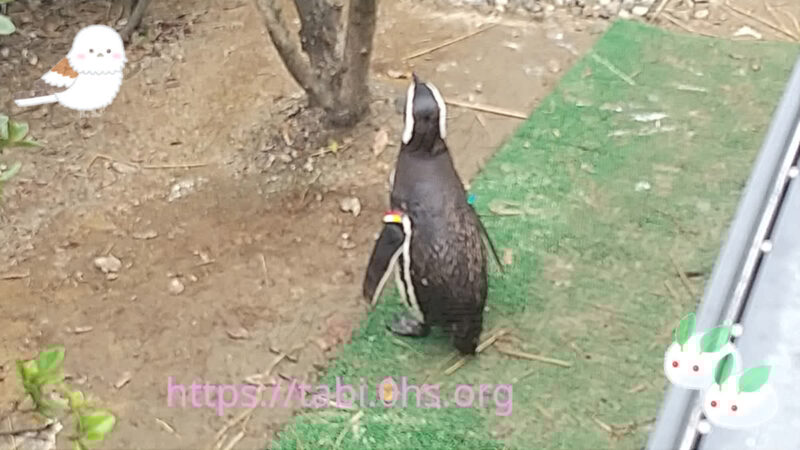 お散歩中-マゼランペンギン-上越市立水族館