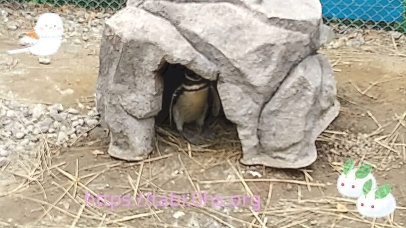 子育て中-マゼランペンギン-上越市立水族館