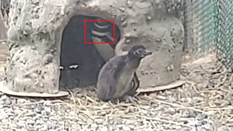 マゼランペンギンには黒い帯が2本胸にある-上越水族館