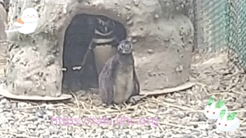 子育て中-マゼランペンギン-上越市立水族館