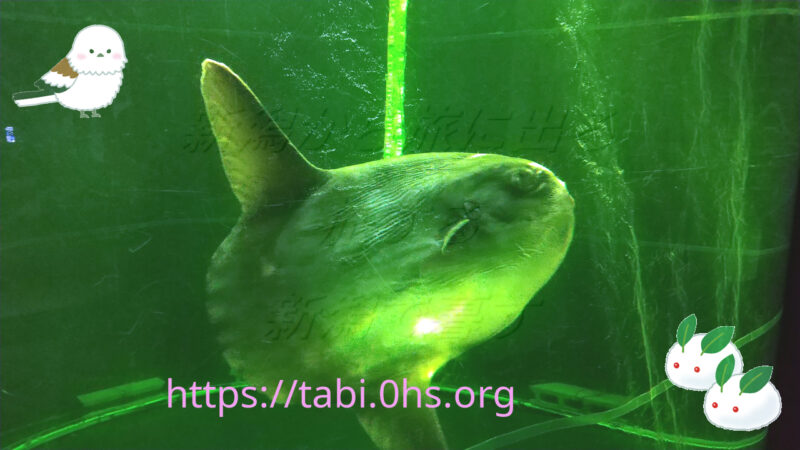 マンボウただいま療養中-上越市立水族博物館うみものがたり202506