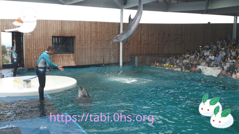 イルカショー-上越市立水族博物館 うみがたり