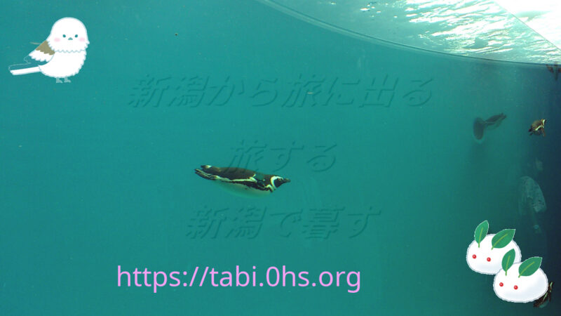 ペンギン飛行隊単機出動す-上越市立水族館