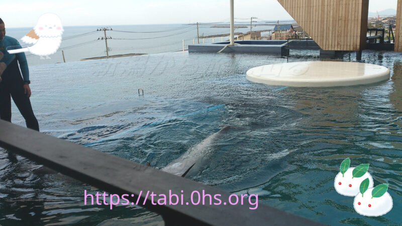 イルカショーの行われる地上プール-上越市立水族博物館 うみがたり