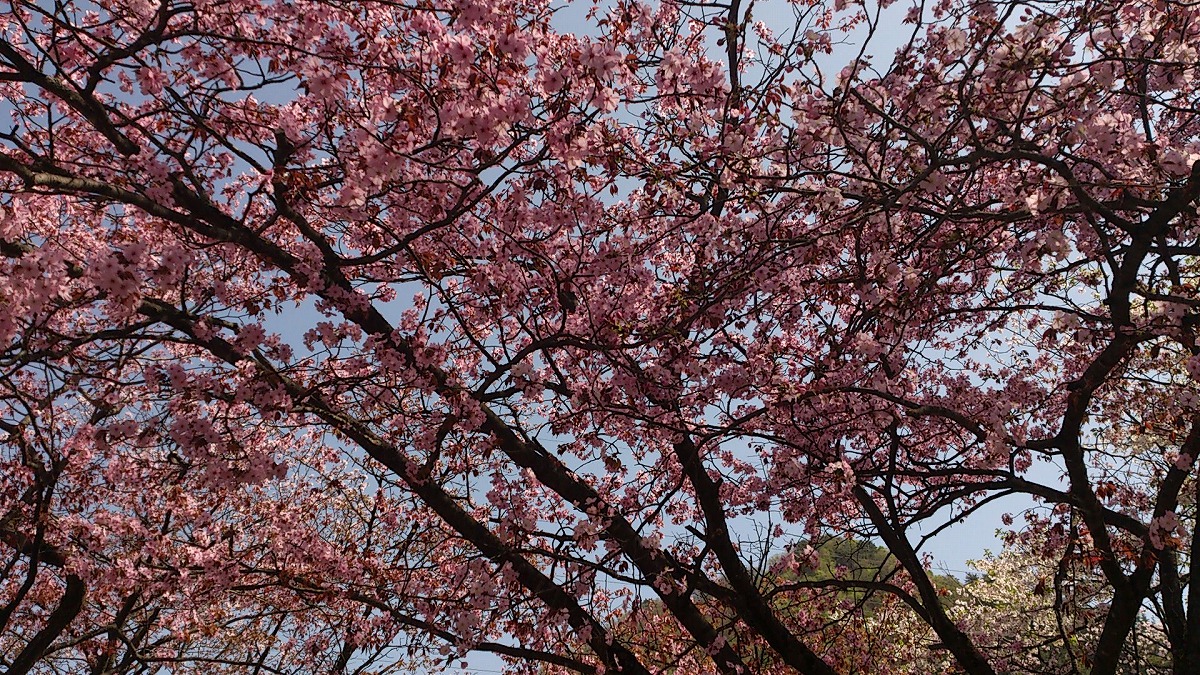 湯沢中央公園の中の景色DSC_0668