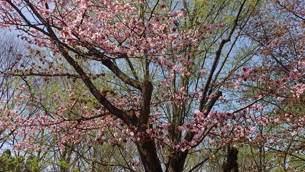 湯沢中央公園の中の景色DSC_0673