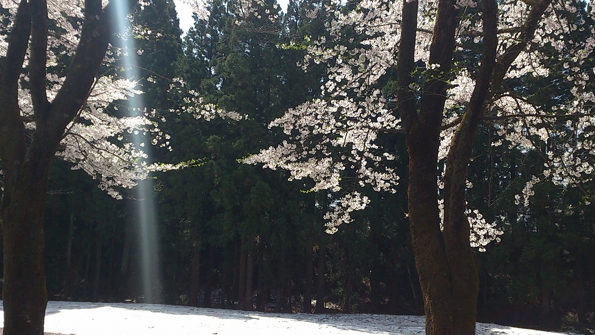 湯沢中央公園の中の景色DSC_0677-地面に白く映っているのは雪