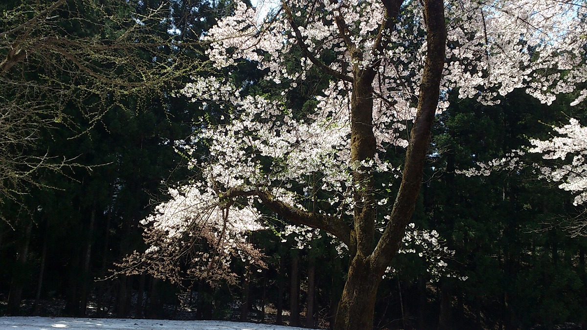 湯沢中央公園の中の景色DSC_0679-地面に白く映っているのは雪