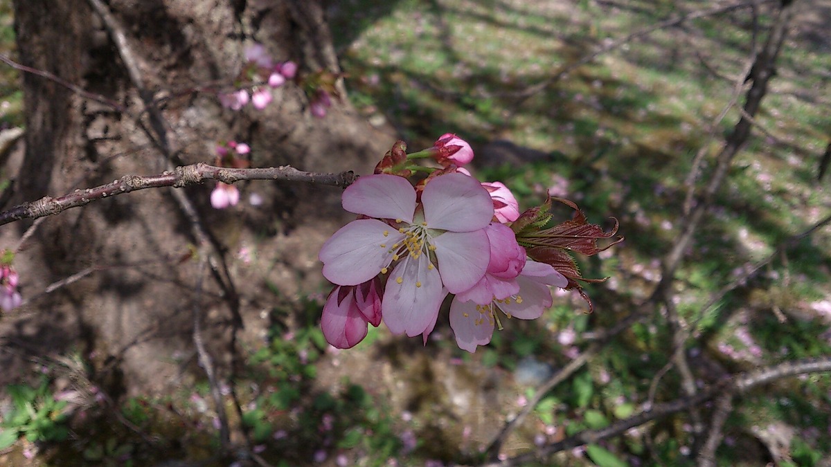 湯沢中央公園の中の景色DSC_0682