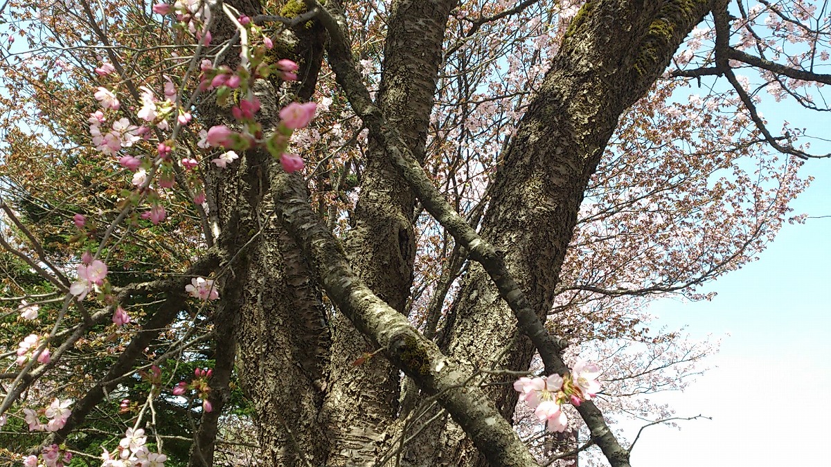 湯沢中央公園の中の景色DSC_0685