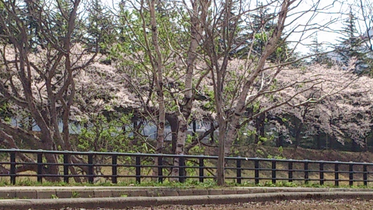 公園外・テニスコート付近DSC_0694