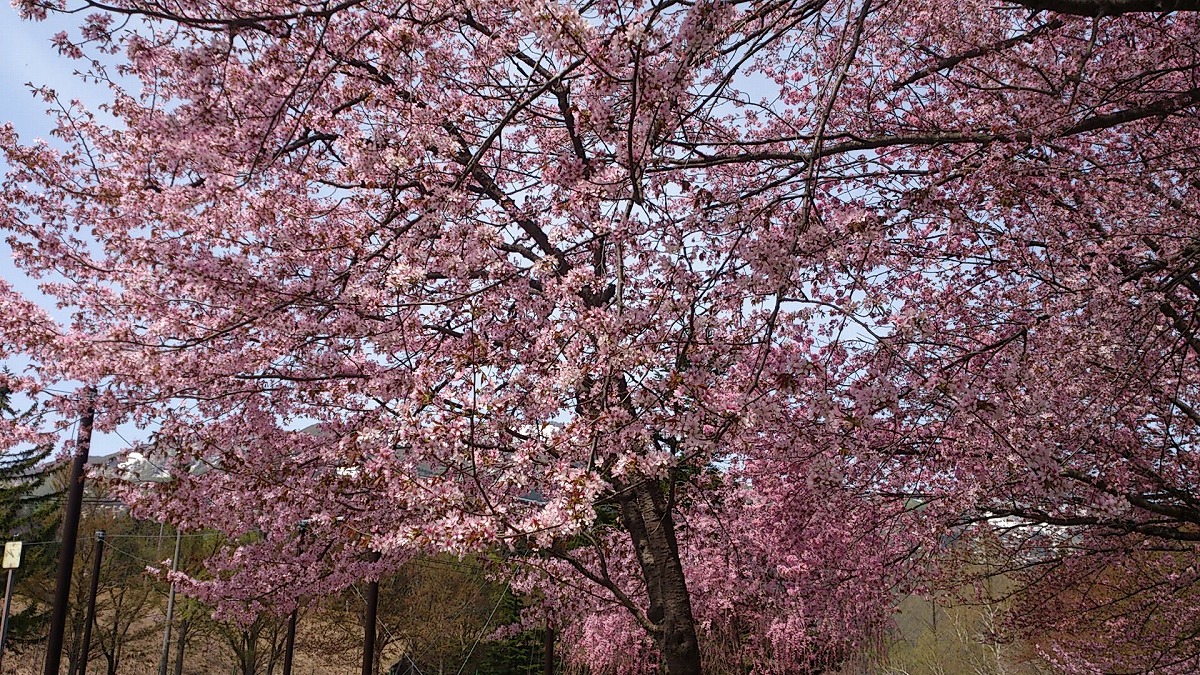 公園外・テニスコート付近DSC_0701