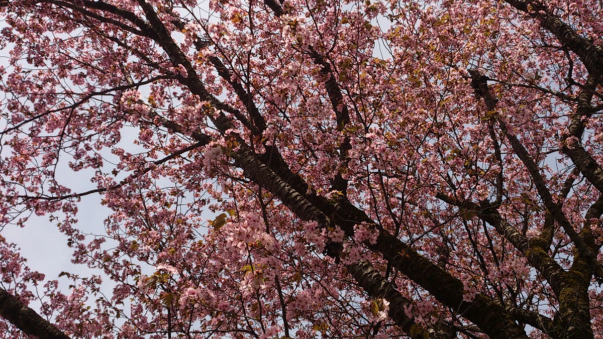 公園外・テニスコート付近DSC_0702