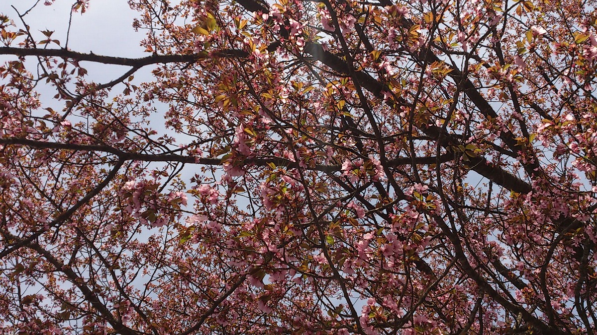 公園外・テニスコート付近DSC_0704