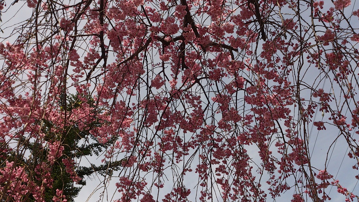 公園外・テニスコート付近DSC_0705