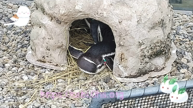 ご夫婦そろってお家でお休み中でしょうか？-マゼランペンギン-上越市立水族館
