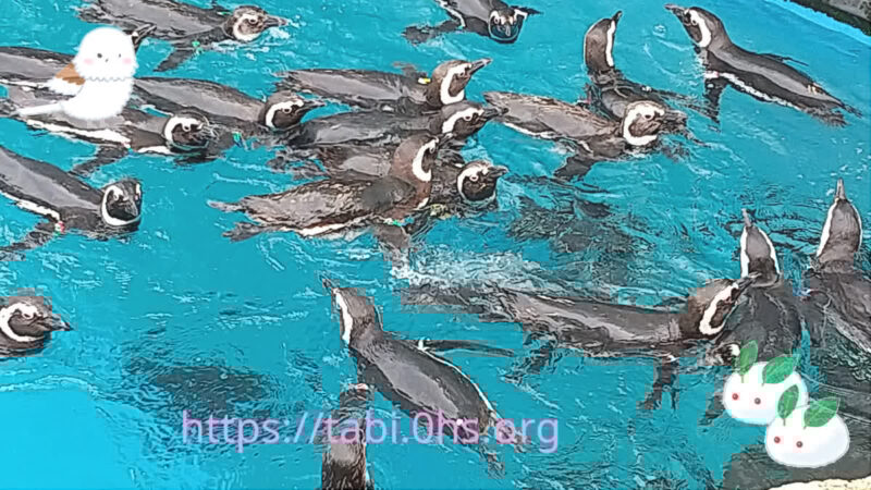 マゼランペンギン-上越市立水族館