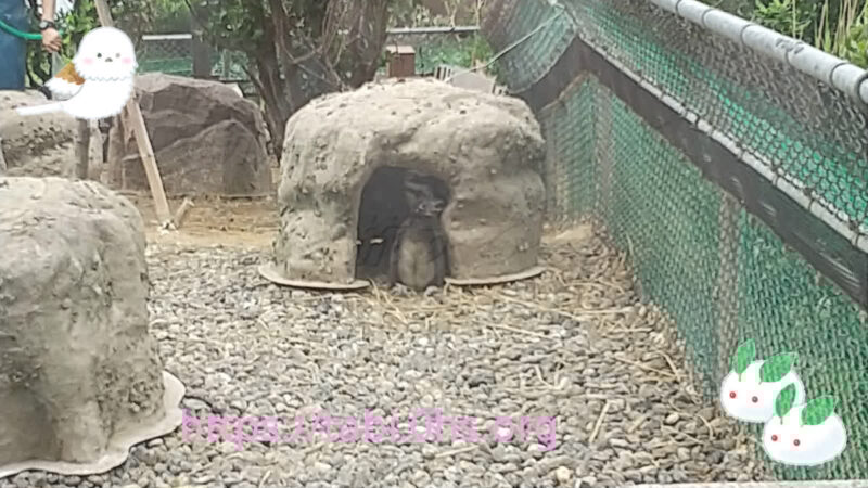 子育て中-マゼランペンギン-上越市立水族館