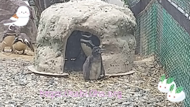 子育て中-マゼランペンギン-上越市立水族館